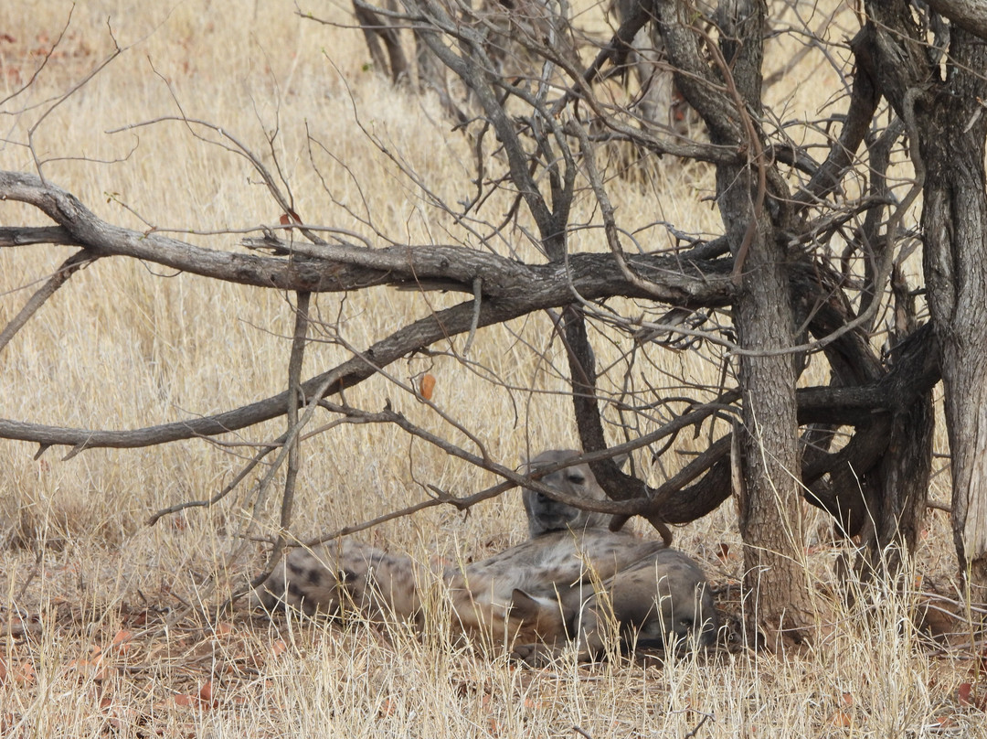 Khalanga Safaris-伐拉博瓦必去景点