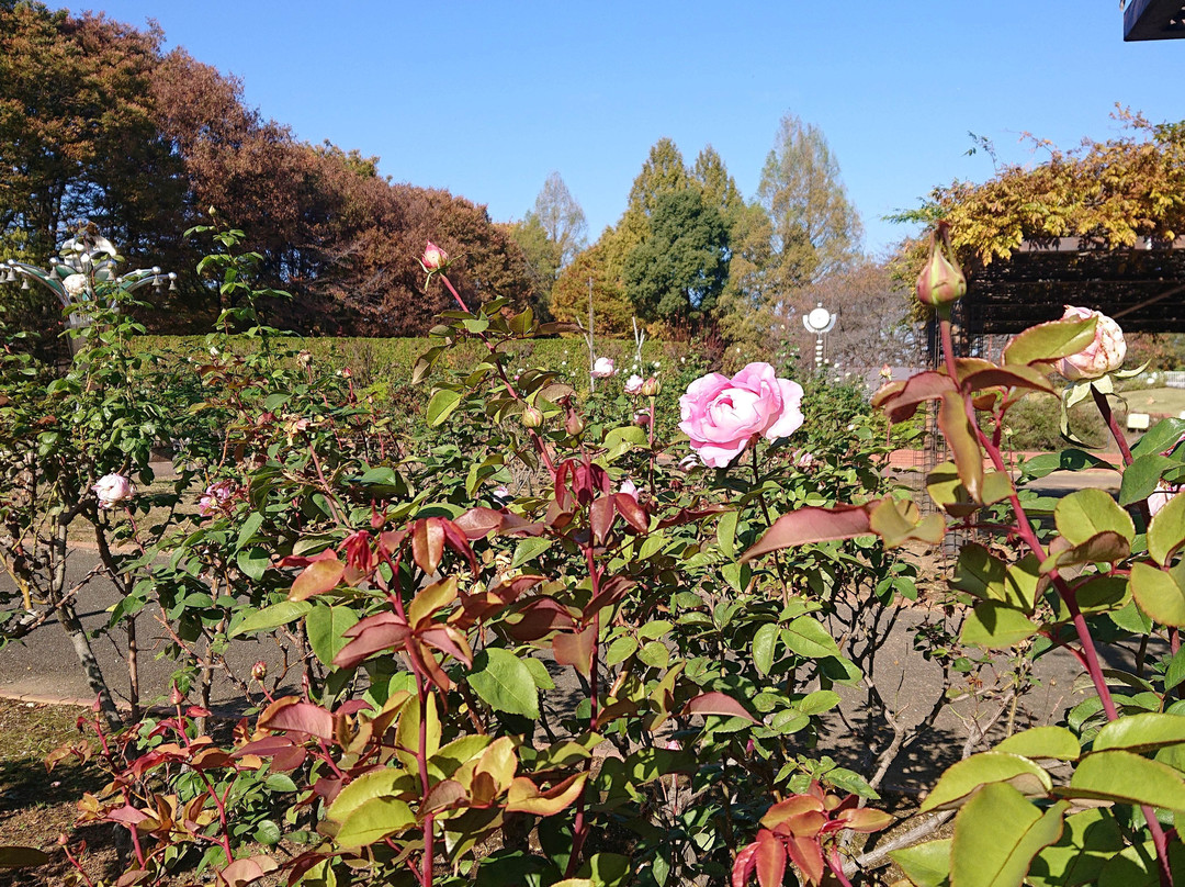 Omiya Hana no Oka Norin Park-埼玉市必去景点