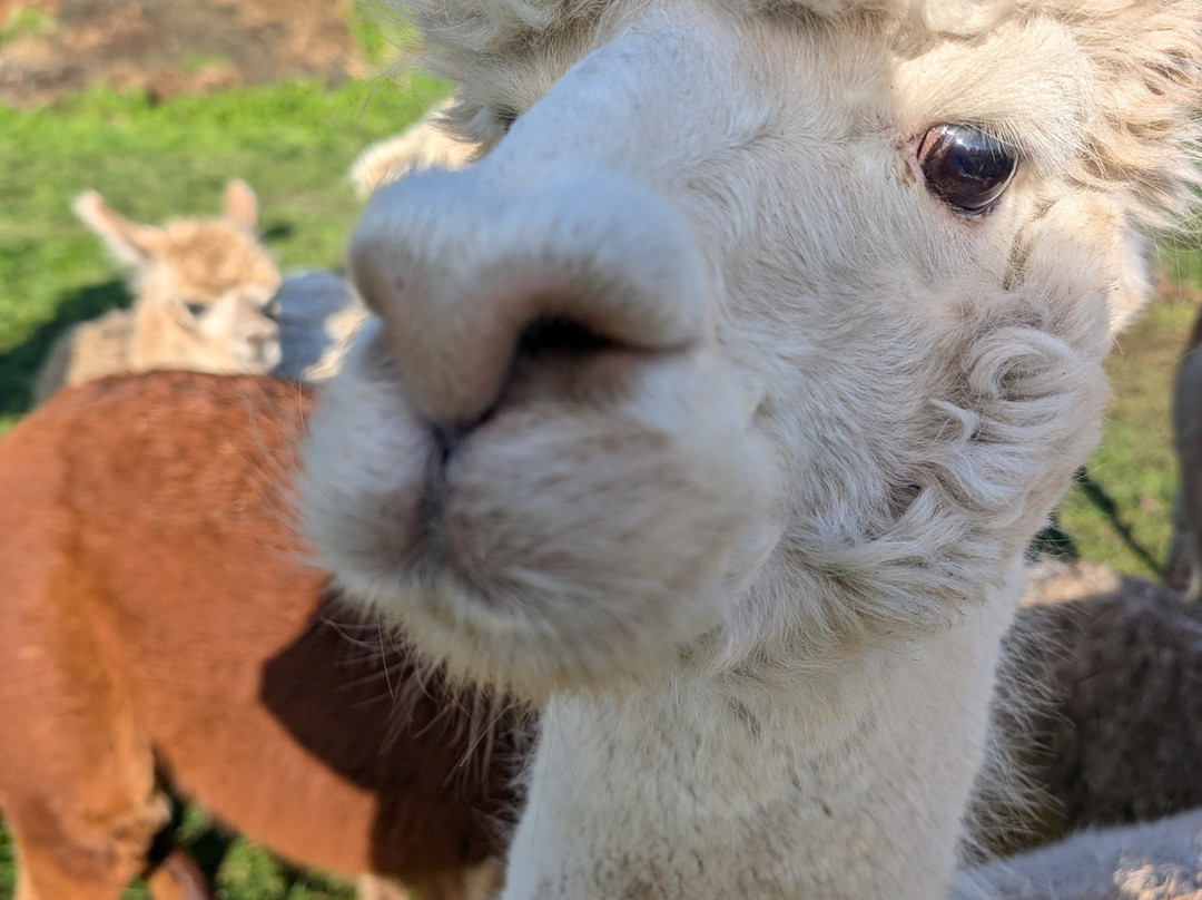 Bell Farm Alpacas-Pensford必去景点