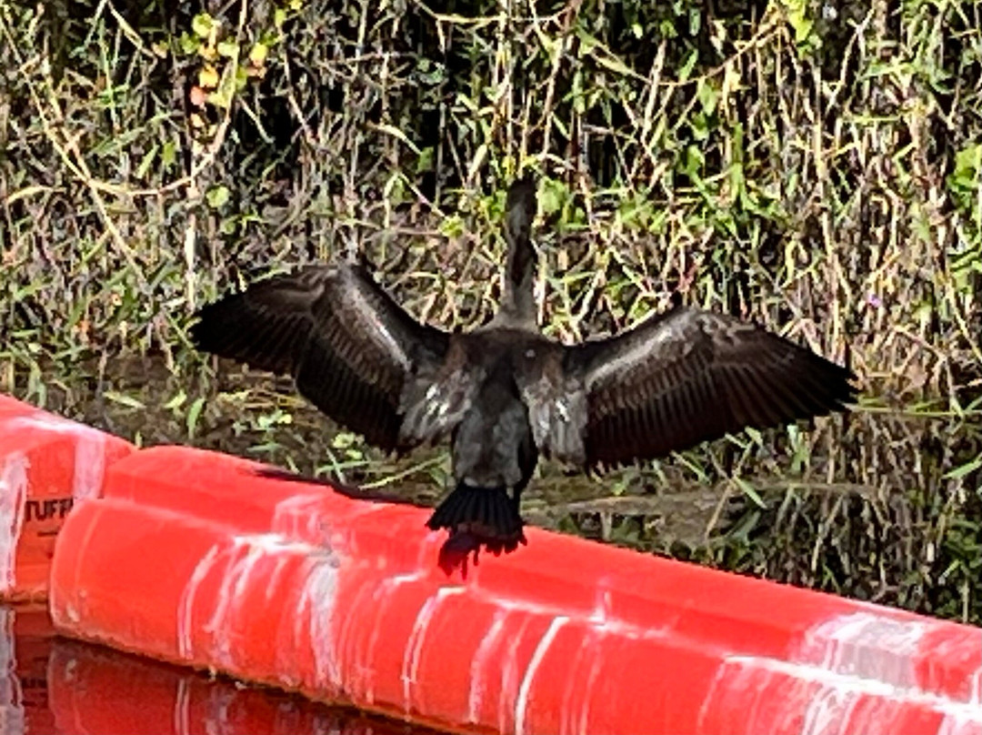 CREW - Bird Rookery Swamp Trails-那不勒斯必去景点