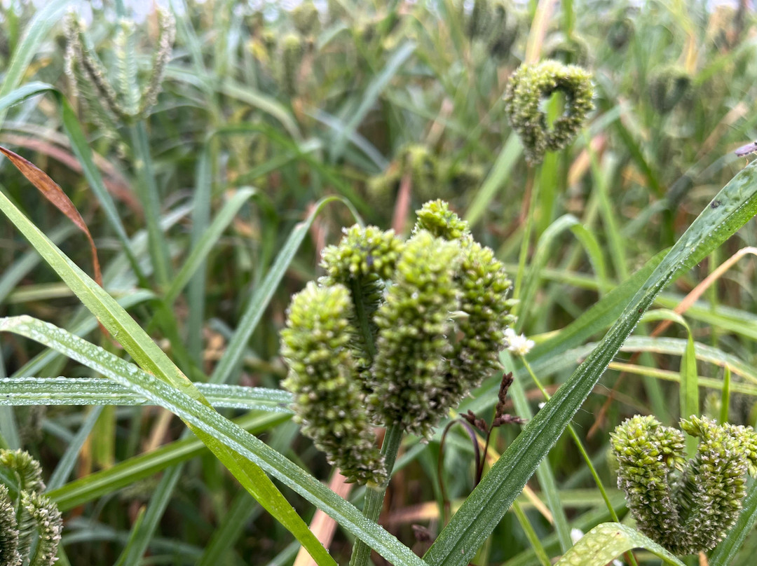 Hoysala Village Resort
