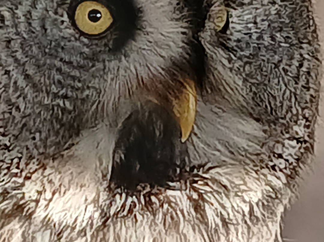 Bird on the Hand Falconry Experiences-Church Langton必去景点