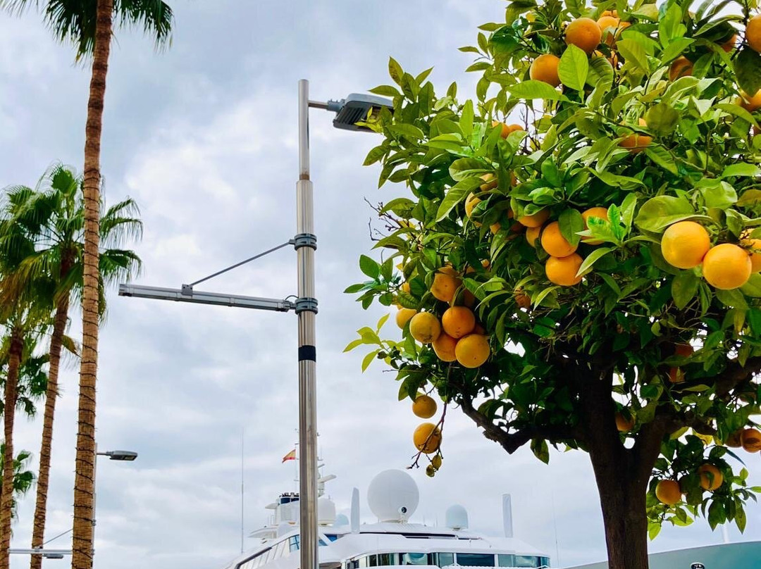 Palmeral de las Sorpresas-马拉加必去景点