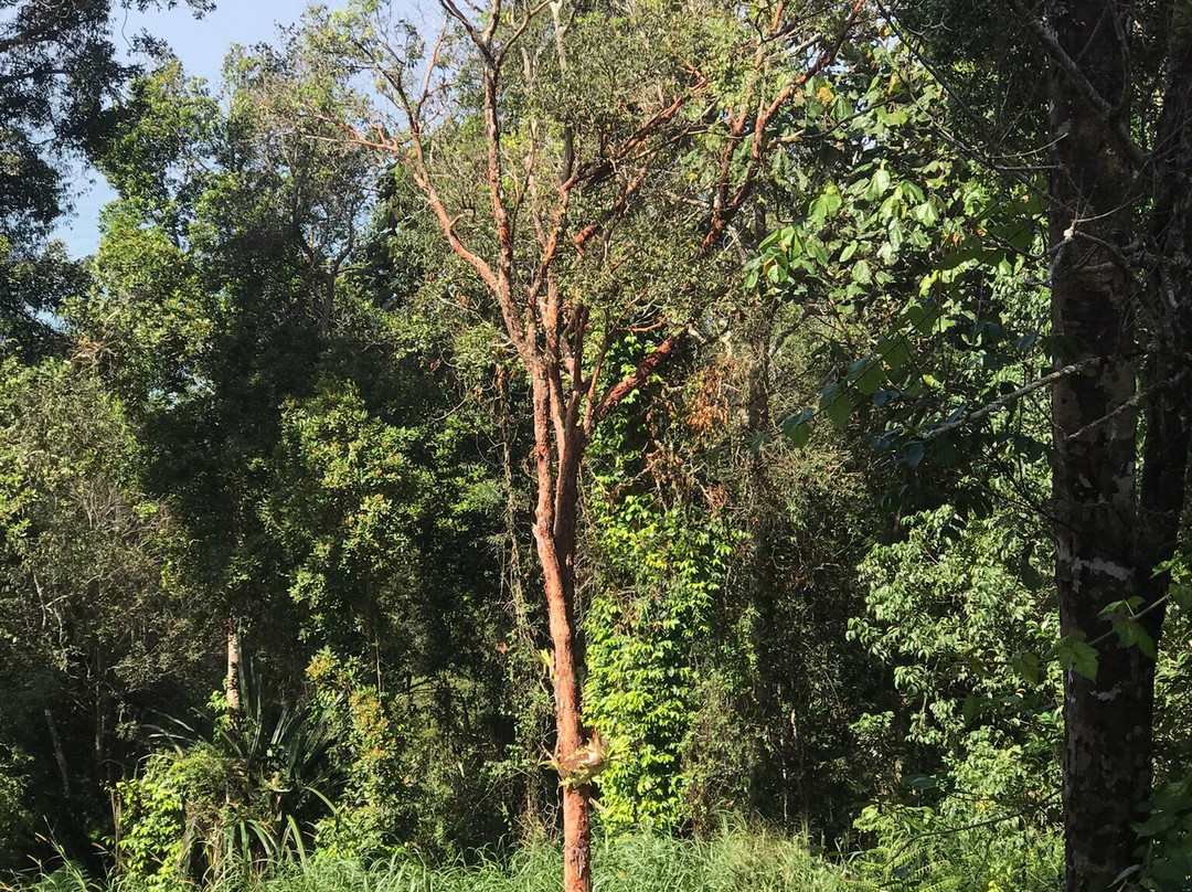 Gunung Jerai-Kuala Ketil必去景点