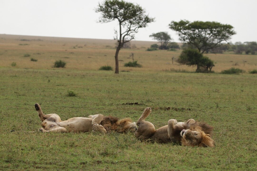 Regal African Safaris-Usa River必去景点