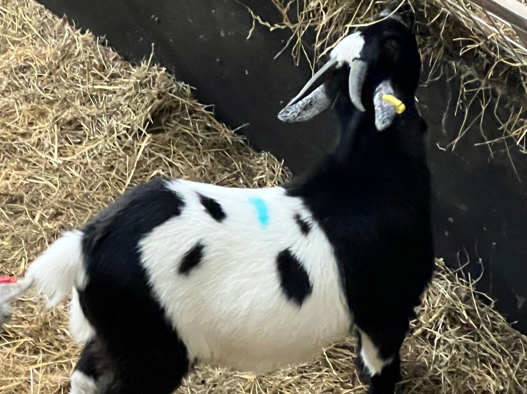 Cannon Hall Farm-Cawthorne必去景点