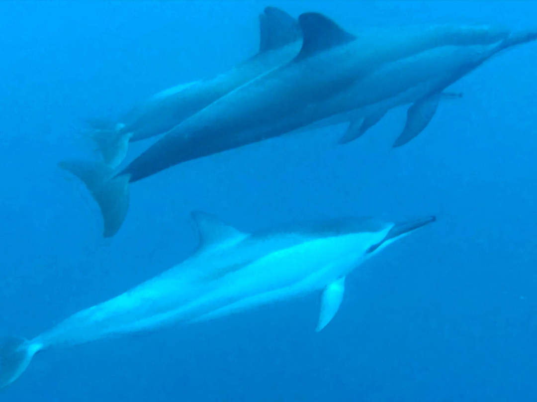 Whales Watching & Swimming With Dolphins In Mauritius-塔玛琳必去景点