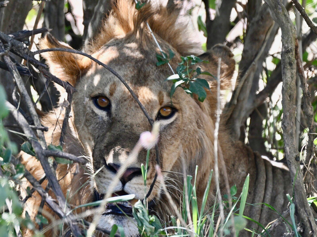 TOPY TOURS-阿鲁沙必去景点