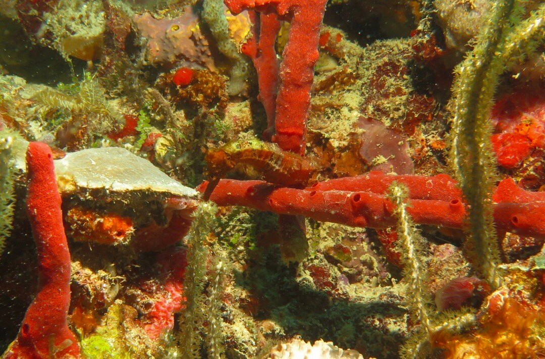 Aquanauts Grenada-True Blue必去景点