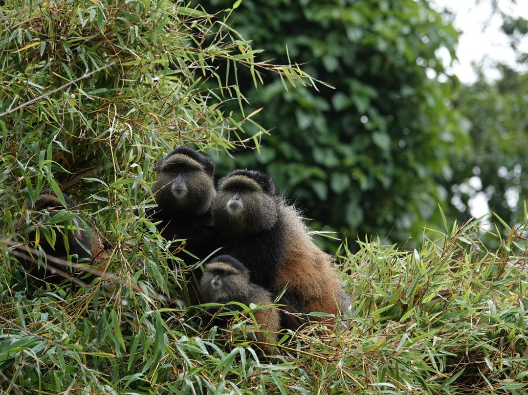 Kigezi Vima Safaris-Kibale National Park必去景点