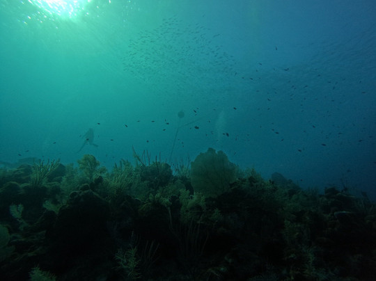 Deep Blue Divers-大开曼岛必去景点