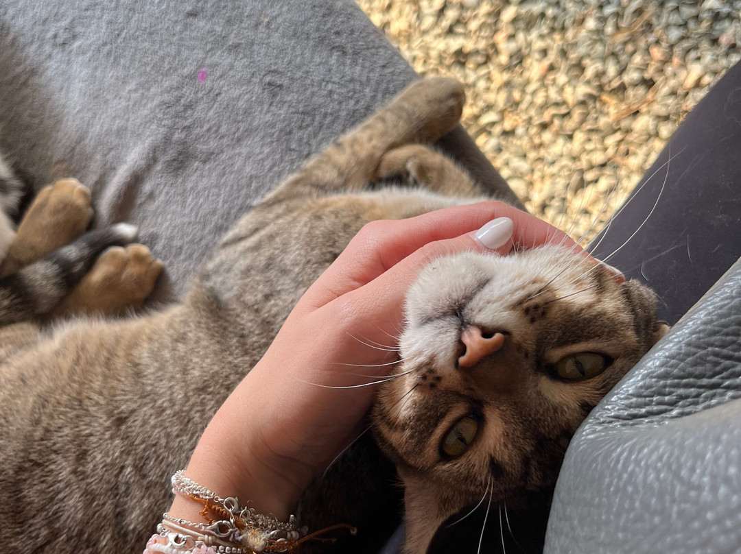 Gouves Animal Shelter-古韦斯必去景点