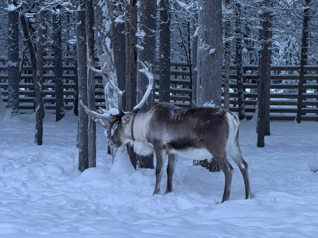 Jaakkola Reindeer Farm-Luosto必去景点