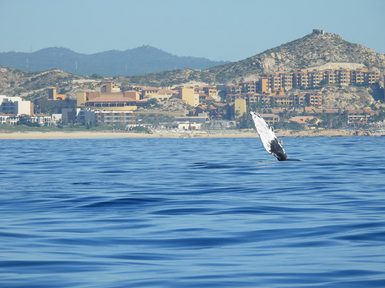 Cabo Sails-卡波圣卢卡斯必去景点