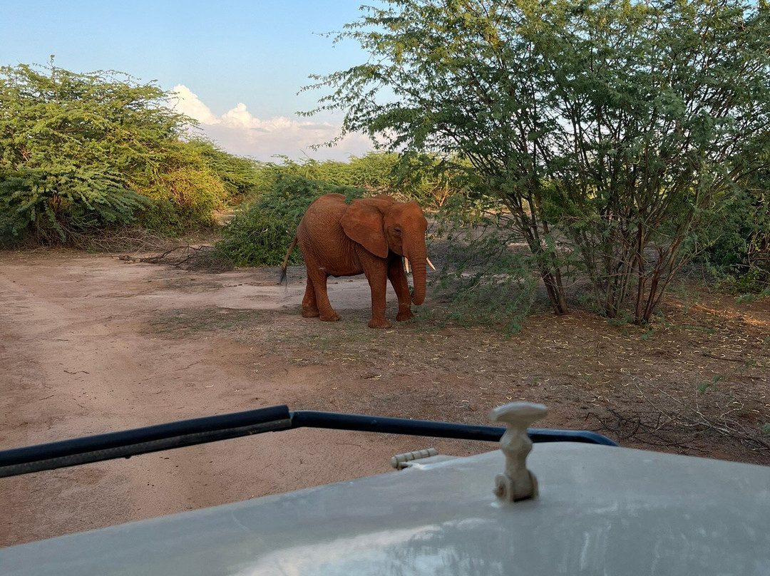 Agenzia Safari Vera Africa-东察沃国家公园必去景点