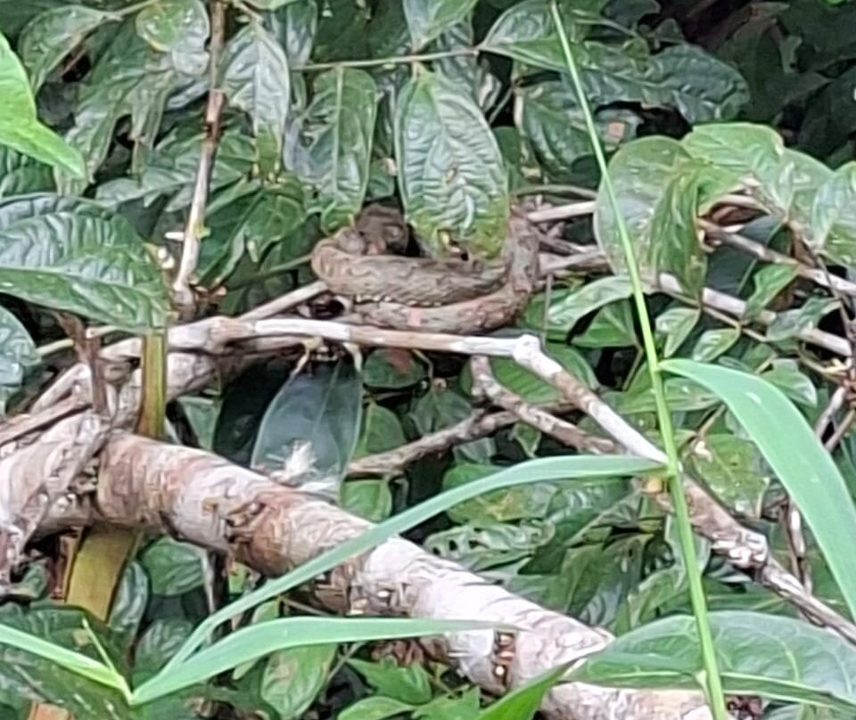 Costa Rica Roots Tours-托图杰多必去景点