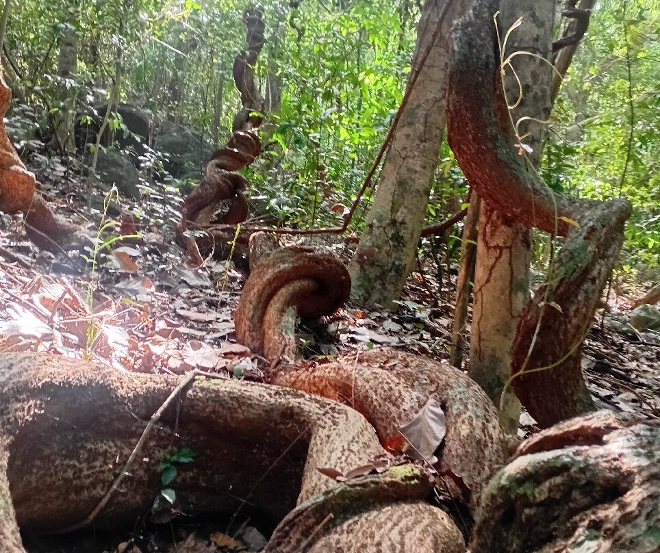 Con Dao National Park-昆山岛必去景点