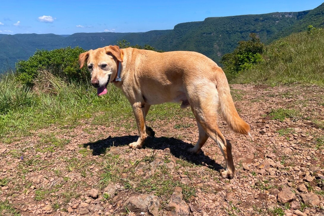 Morro dos Cabritos-Praia Grande必去景点