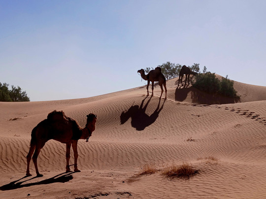 Mélodie du désert-迈哈米德必去景点