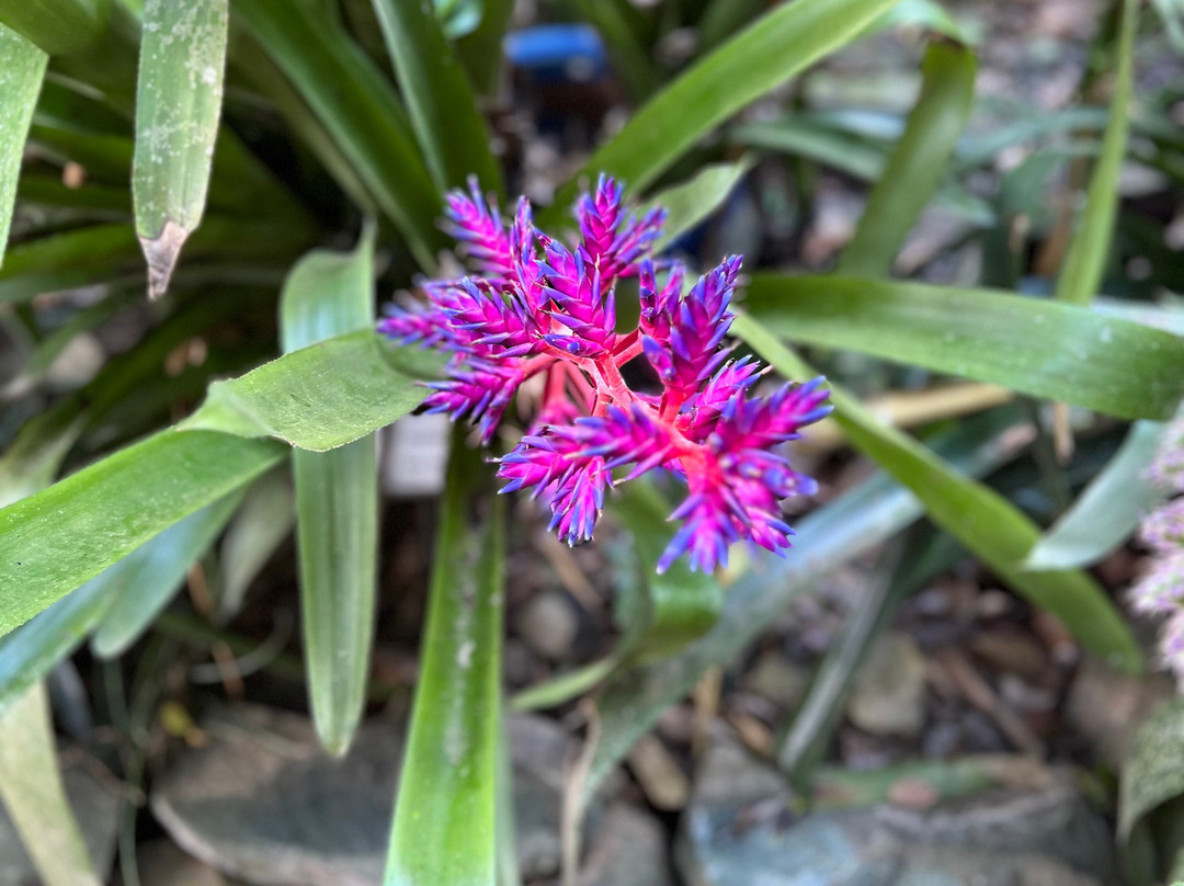 Phantasea Tropical Botanical Garden-圣 托马斯必去景点