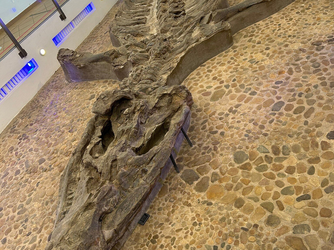 Museo El Fosil-莱瓦镇必去景点