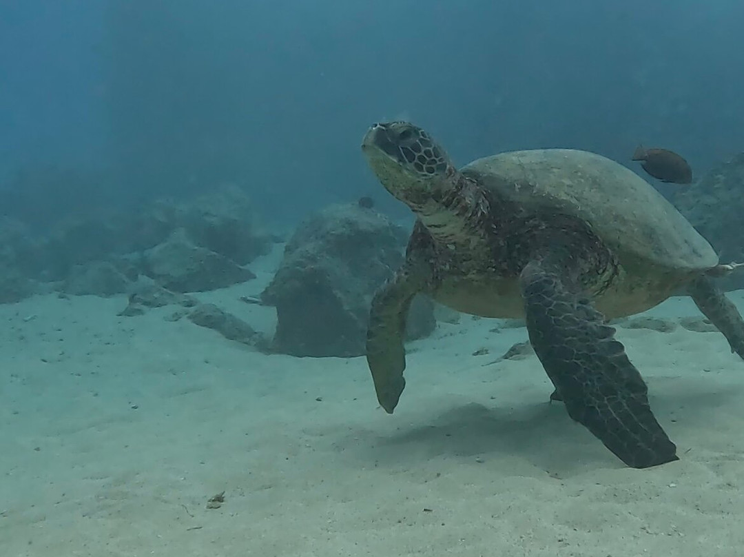 深层生态学-哈雷瓦必去景点