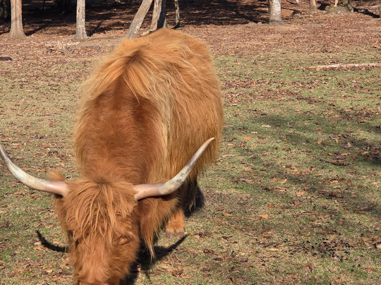 Cherokee Trace Drive-Thru Safari-Jacksonville必去景点