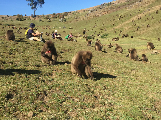 Ethiopia Bound Tours-贡德尔必去景点
