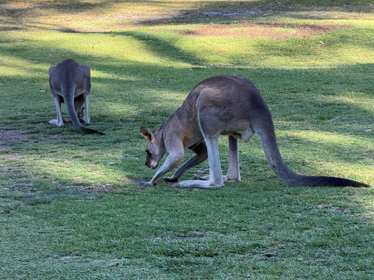 Kangaroo Encounters Guided Tours-尼尔森湾必去景点