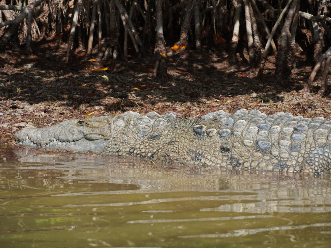 Río Lagartos Experience By Jorge N-里奥拉加托斯必去景点