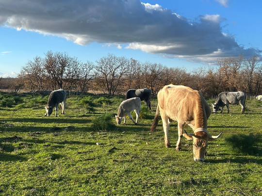 Tenuta Tedone Consolini主图