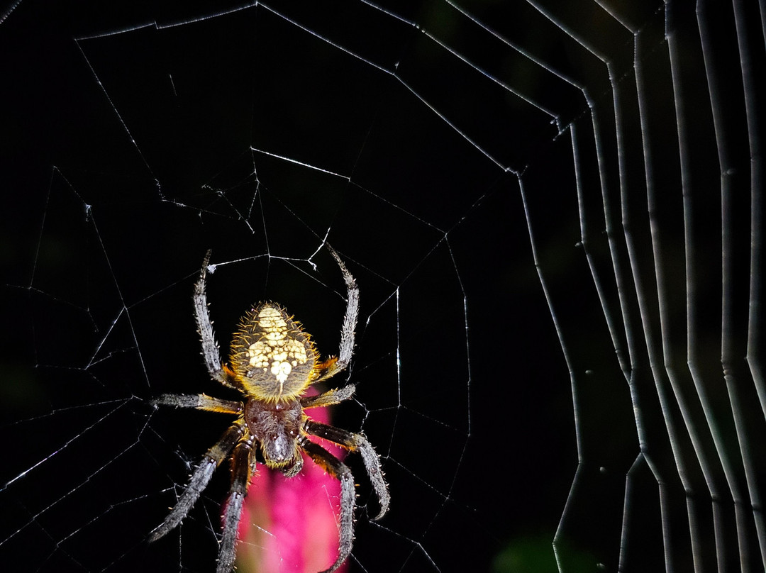 Sierpefrogs-Sierpe必去景点