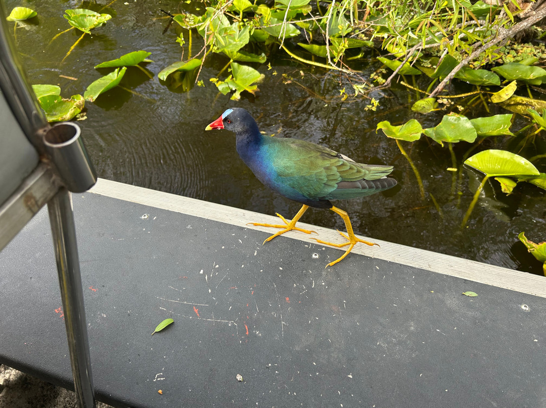 Everglades Swamp Tours-Everglades Wildlife Management Area必去景点