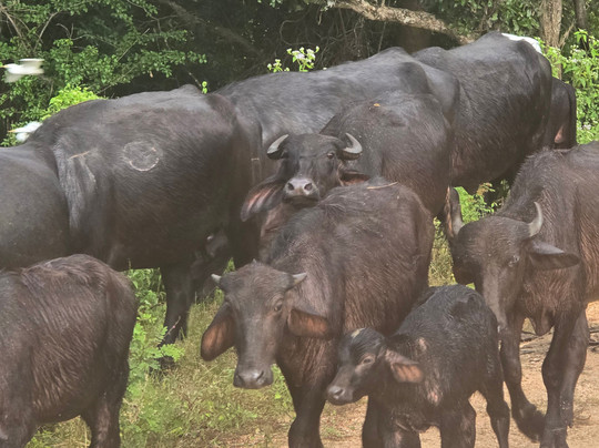 Safari With Asanka-锡吉里亚必去景点
