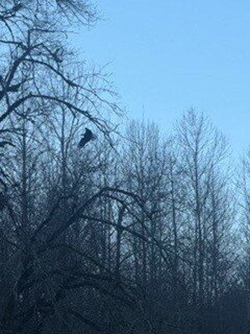 Skagit River Eagle Tours-Rockport必去景点