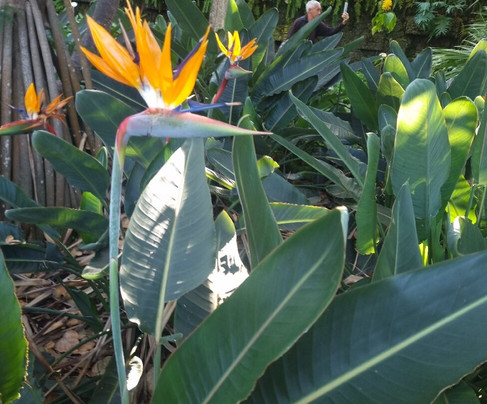 Botanischer Garten-德拉克鲁兹索尔港必去景点