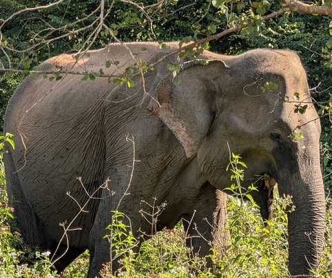 Ali Weta Safari Resort主图