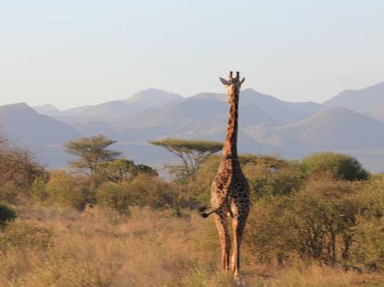 JT Safaris-迪亚尼必去景点