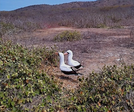 Isla de la Plata-Machalilla National Park必去景点