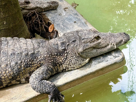 Croco Cun Zoo-从莫雷洛斯港必去景点