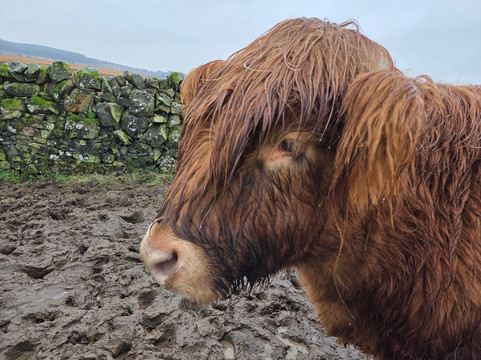 Kitchen Coos & Ewes-New Luce必去景点