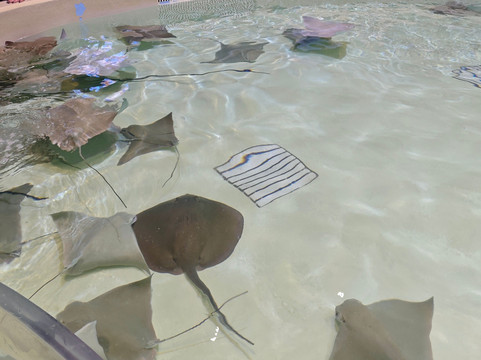 Acuario Michin Guadalajara-瓜达拉哈拉必去景点