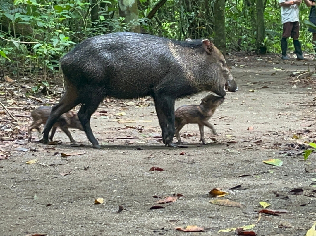 Osa Viva Tours-Puerto Jimenes必去景点