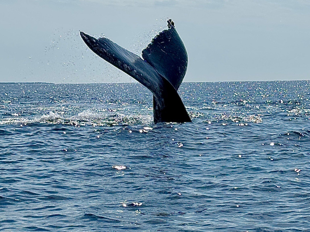 Dressel Divers Puerto Vallarta-蓬塔米塔必去景点