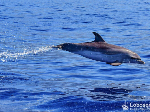 Lobosonda - Madeira Whale Watching-卡列塔必去景点
