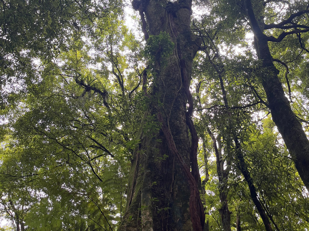 Sanctuary Mountain Maungatautari-Pukeatua必去景点