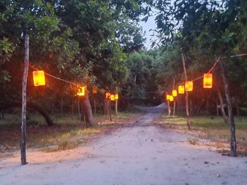 Mafia Whale Shark Tours-Kilindoni必去景点