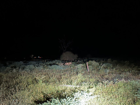 Royal Safaris-库马堤港必去景点