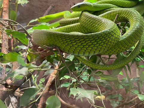 Malmo Reptile Center-马尔默必去景点