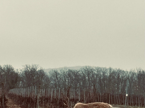 Rentieralm-Niederhausen必去景点